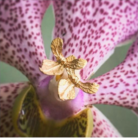 Mini Orchid Posts
