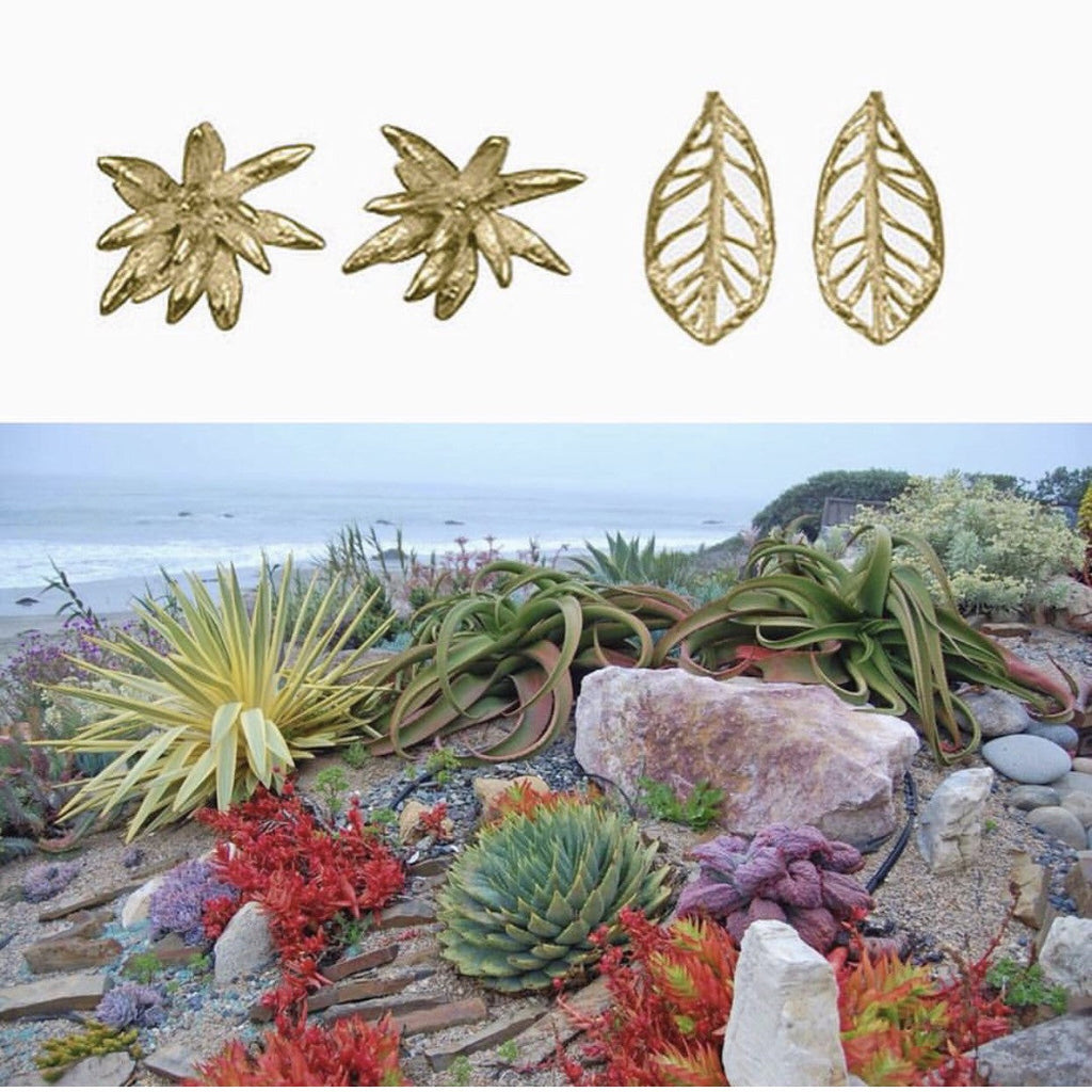 Chrysanthemum Studs