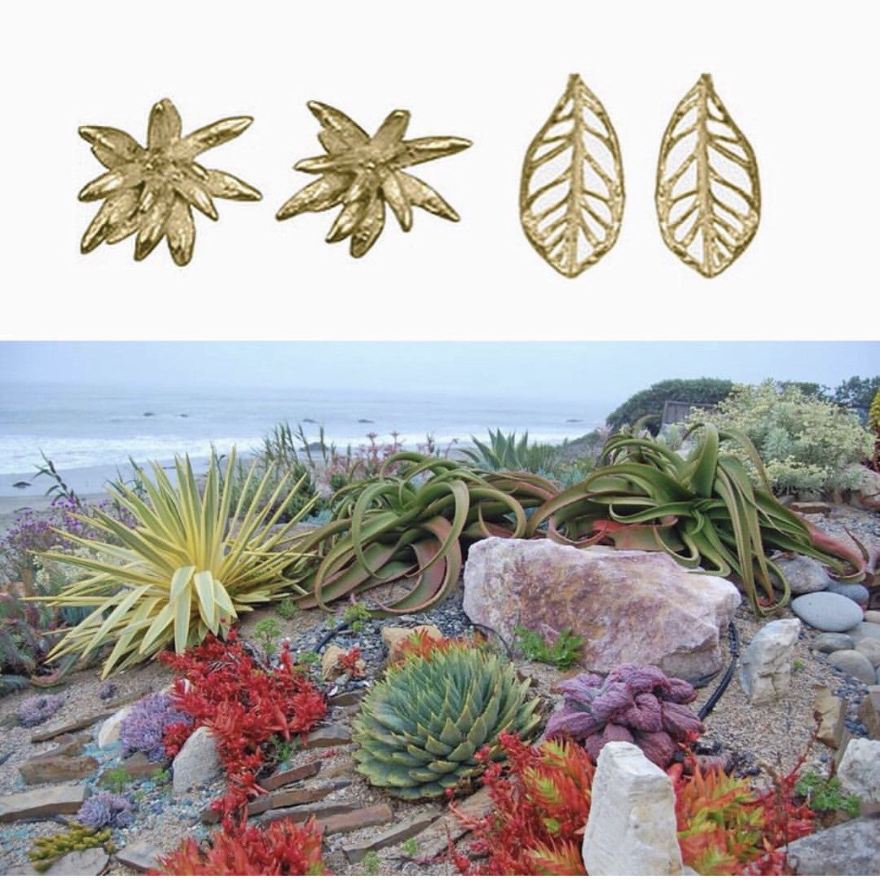 Chrysanthemum Studs